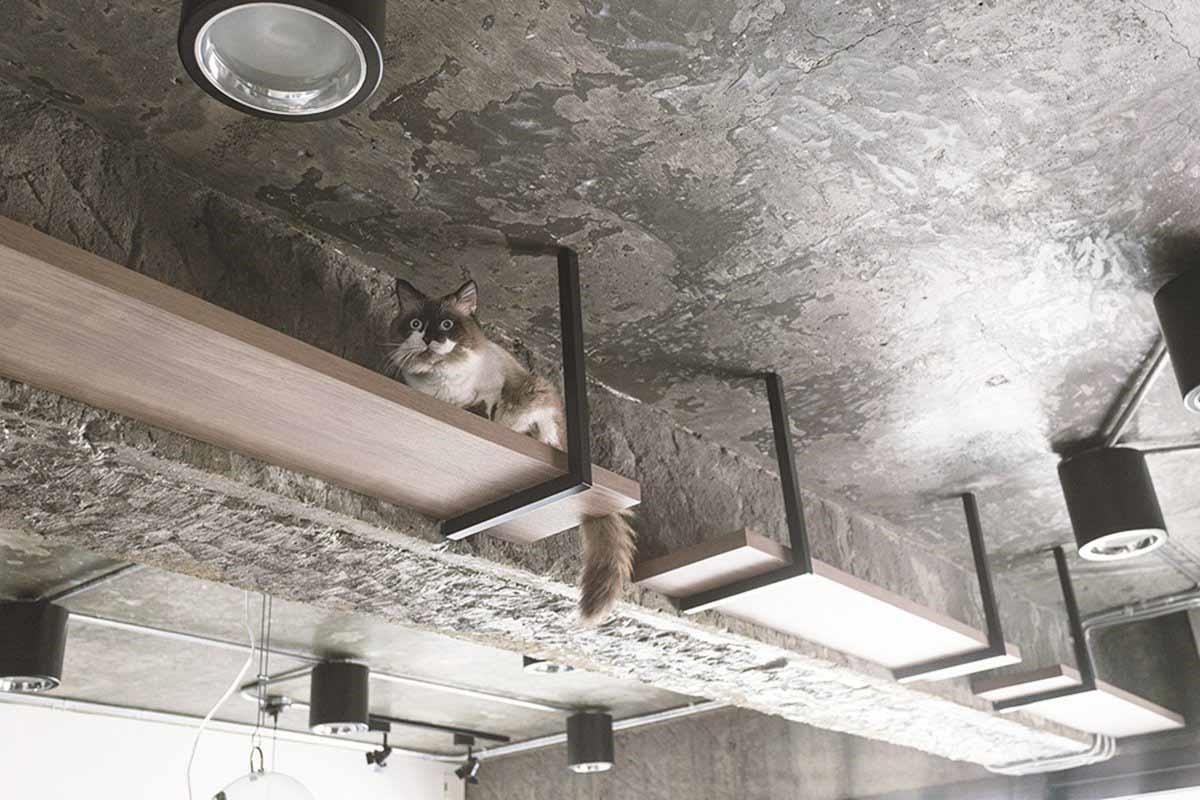利用結構樑規劃專屬通道。在結構樑旁邊,以鐵件、實木建構三個分開的層板,成為專屬的貓咪通道,與Loft風的空間設計相呼應。 利用結構樑規劃專屬通道。在結構樑旁邊,以鐵件、實木建構三個分開的層板,成為專屬的貓咪通道,與Loft風的空間設計相呼應。